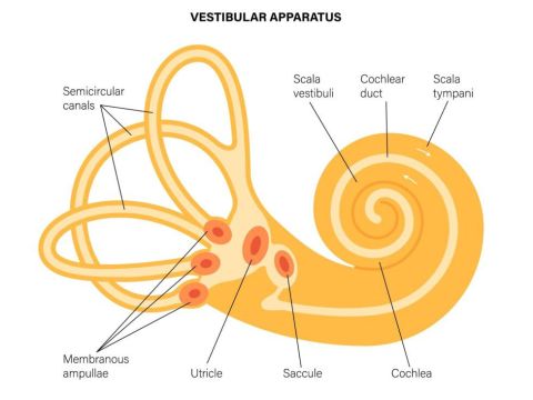 Visita Vestibolare